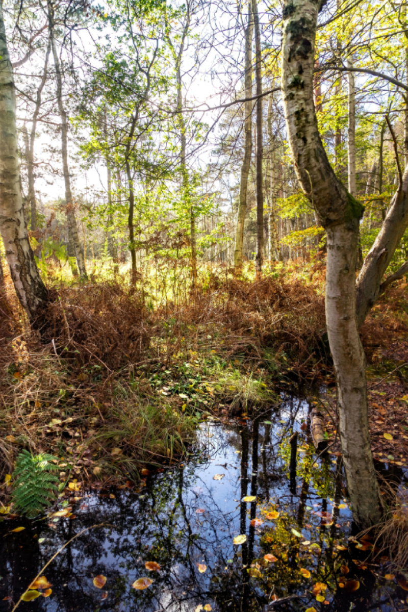 Bäume im Darßwald