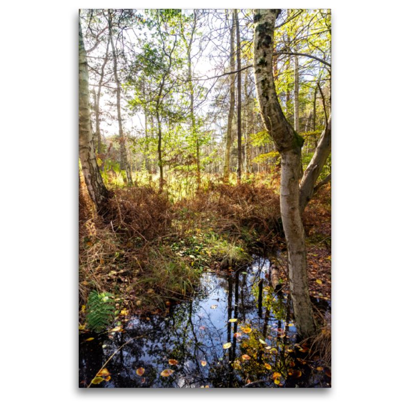 Bäume im Darßwald