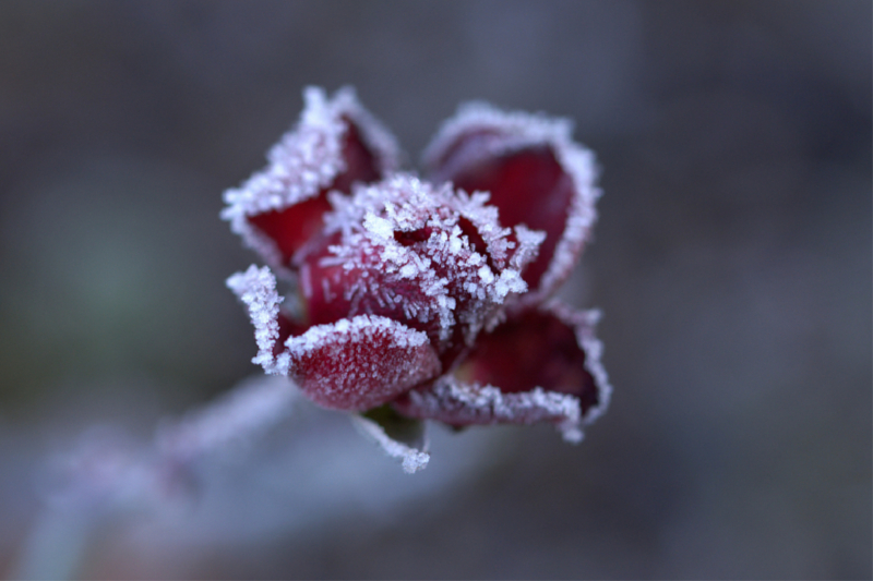 Schneebedeckte Zwergrose