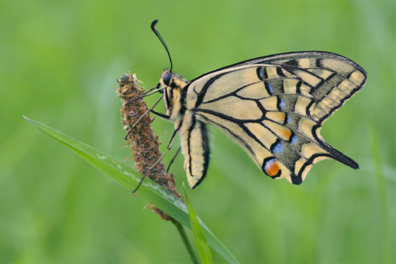 Stolzer Schwalbenschwanz