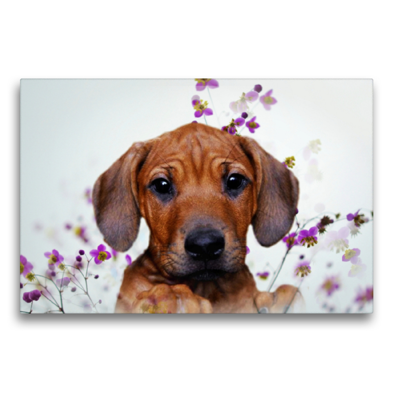 Rhodesian Ridgeback,Hündin,Welpe