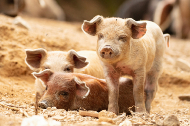 Ein Motiv aus dem Kalender Korsika - süße wilde Schweinchen