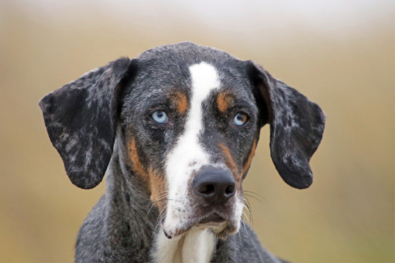 Louisiana Catahoula Leopard Dog