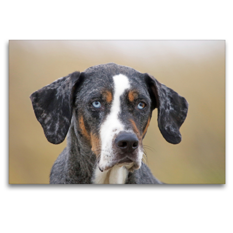 Louisiana Catahoula Leopard Dog