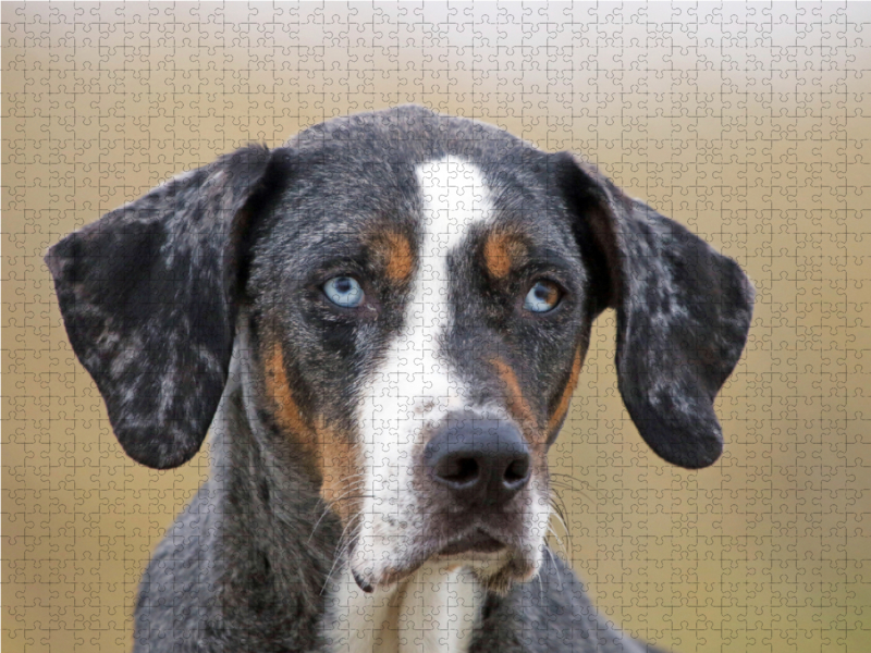 Louisiana Catahoula Leopard Dog