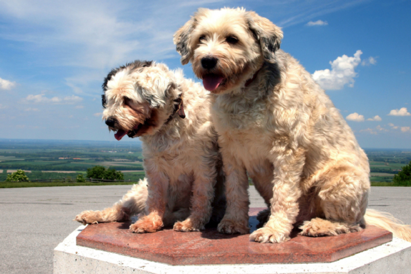 Ein Motiv aus dem Kalender Tibet-Terrier - Eine Hunderasse mit Charakter