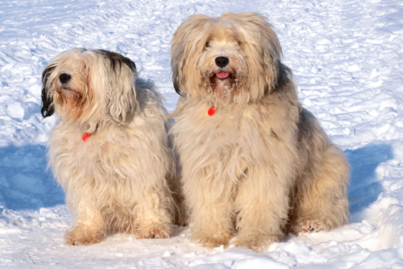 Ein Motiv aus dem Kalender Tibet-Terrier - Eine Hunderasse mit Charakter