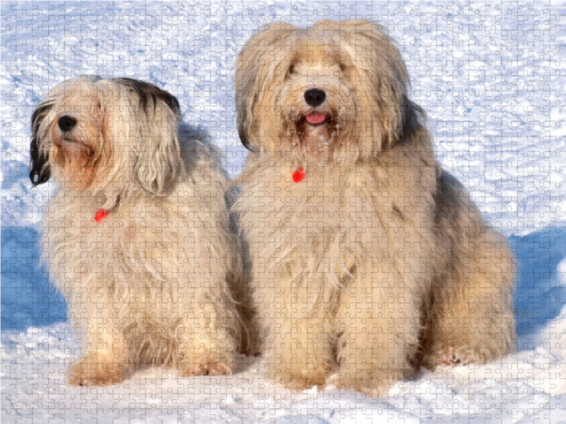 Ein Motiv aus dem Kalender Tibet-Terrier - Eine Hunderasse mit Charakter