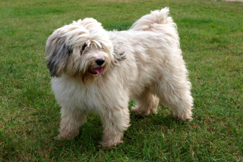 Ein Motiv aus dem Kalender Tibet-Terrier - Eine Hunderasse mit Charakter