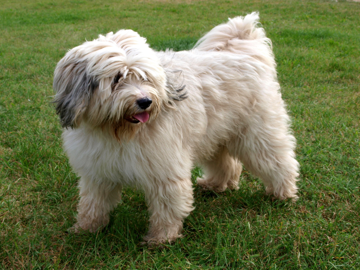 Ein Motiv aus dem Kalender Tibet-Terrier - Eine Hunderasse mit Charakter