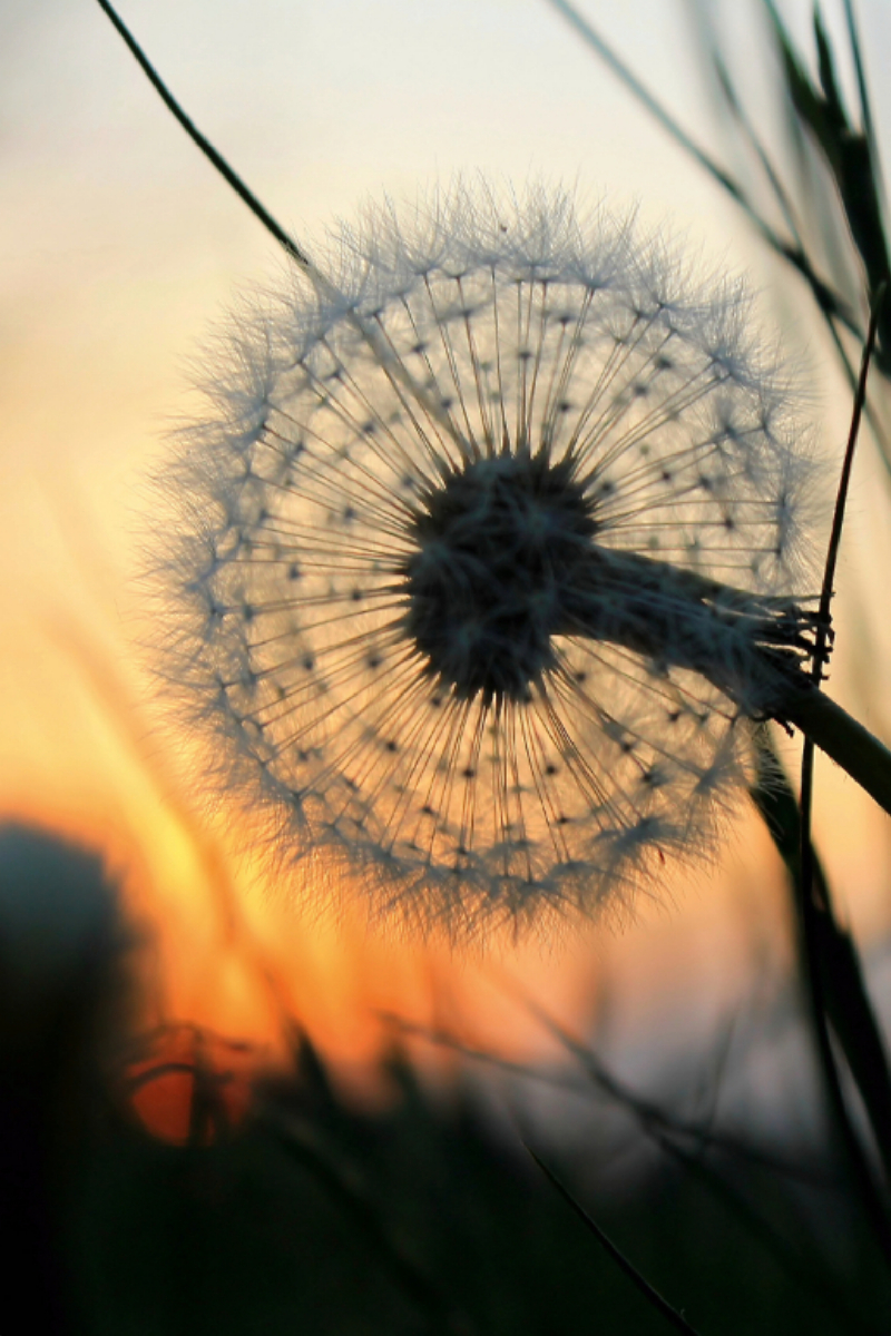 Pusteblume bei Sonnenuntergang