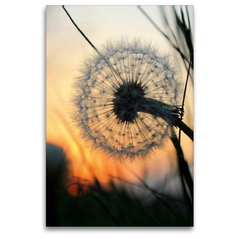 Pusteblume bei Sonnenuntergang