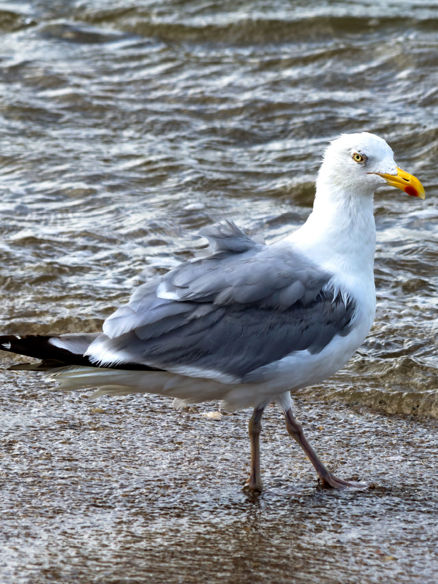 Die Möwe spaziert ins Meer