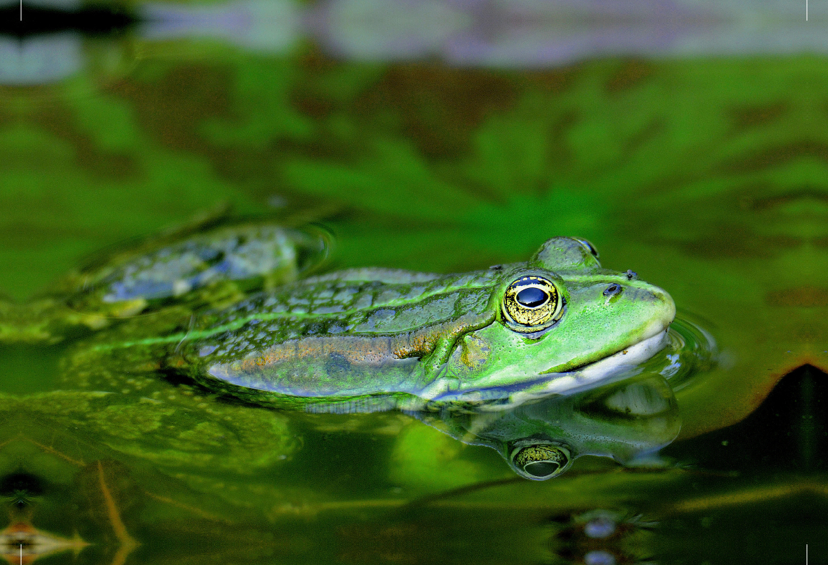 Spiegelung.