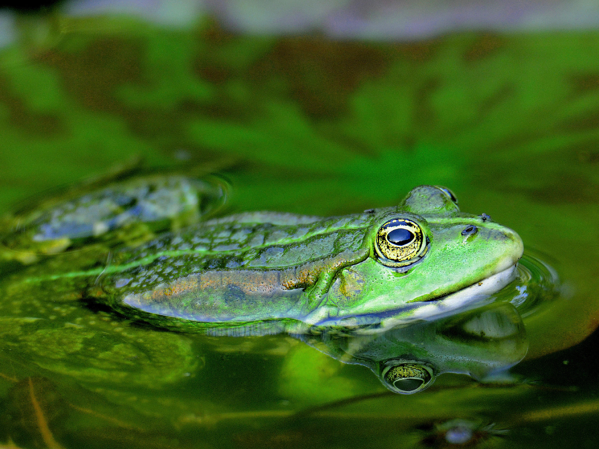 Spiegelung.