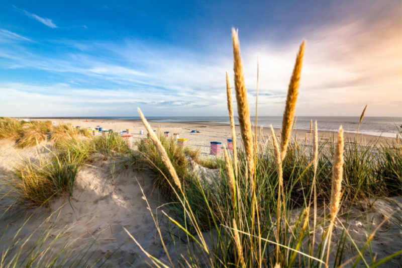 Strandhafer am Südstrand