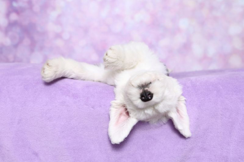 Bobtail / Old English Sheepdog