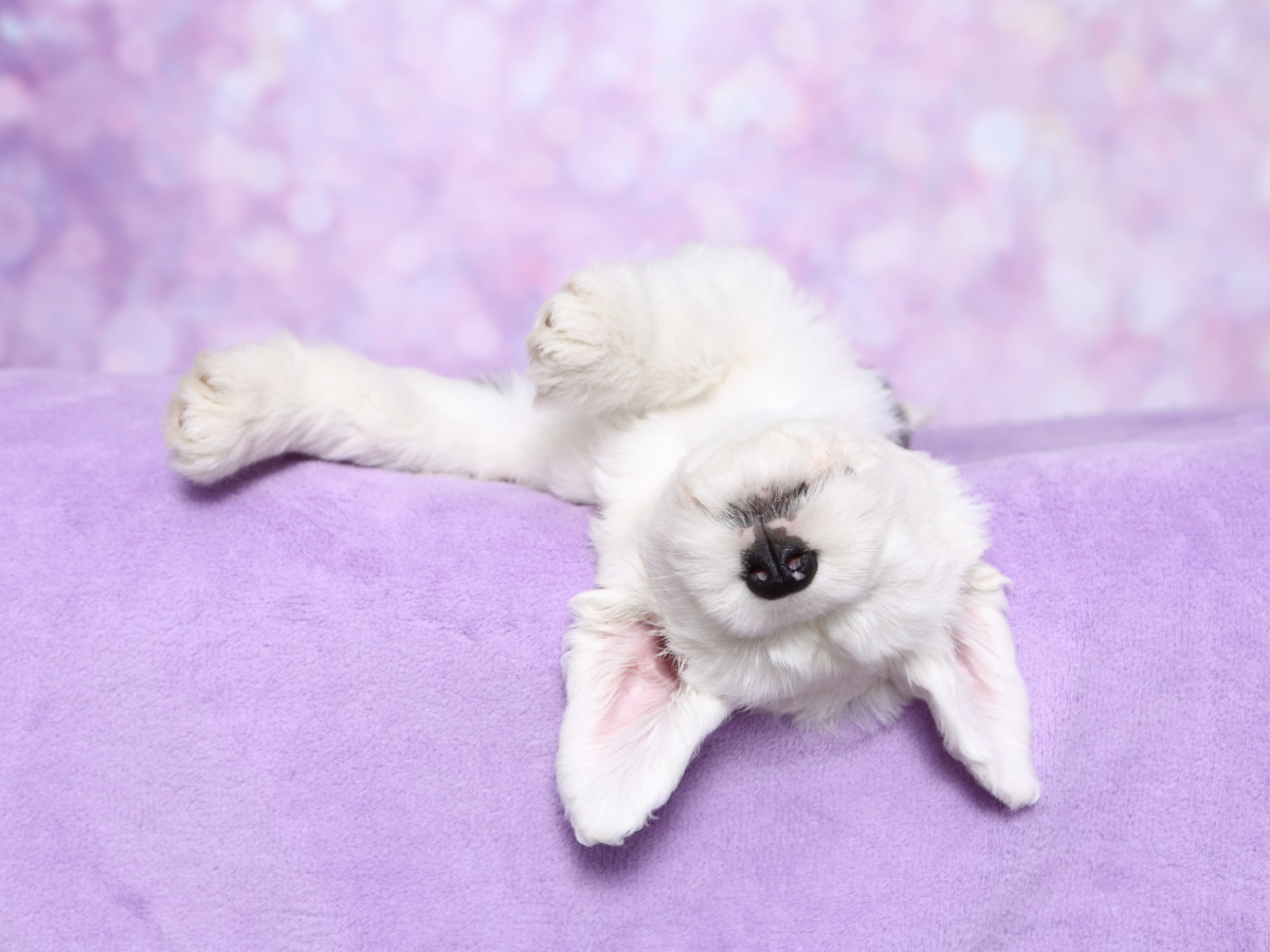 Bobtail / Old English Sheepdog