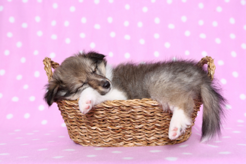 Sheltie Welpe / Shetland Sheepdog Puppy