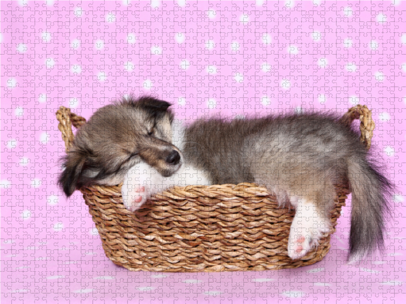 Sheltie Welpe / Shetland Sheepdog Puppy