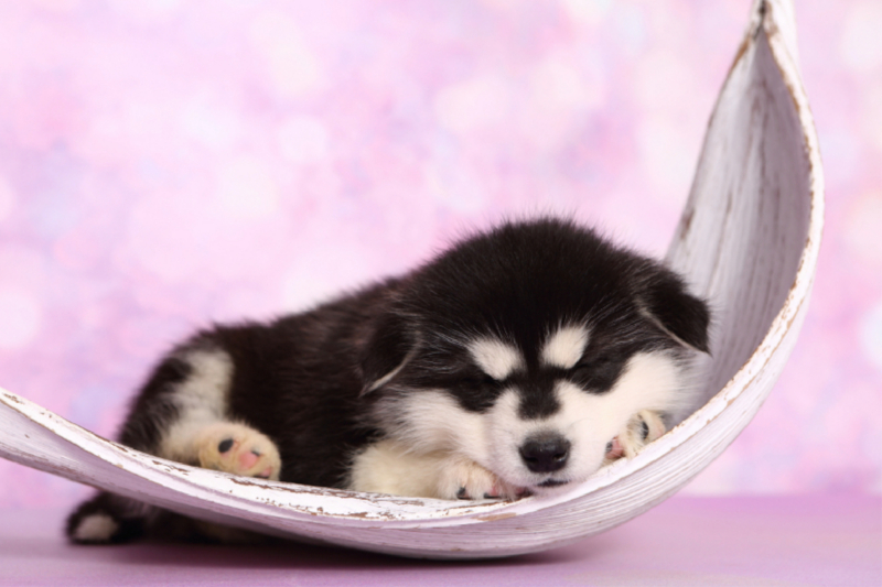 Alaskan Malamute Welpe / Alaskan Malamute Puppy