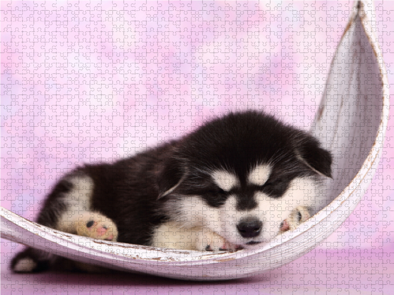 Alaskan Malamute Welpe / Alaskan Malamute Puppy