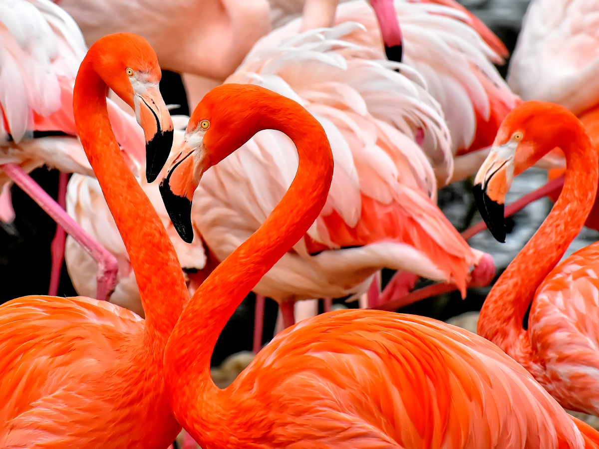 Flamingo