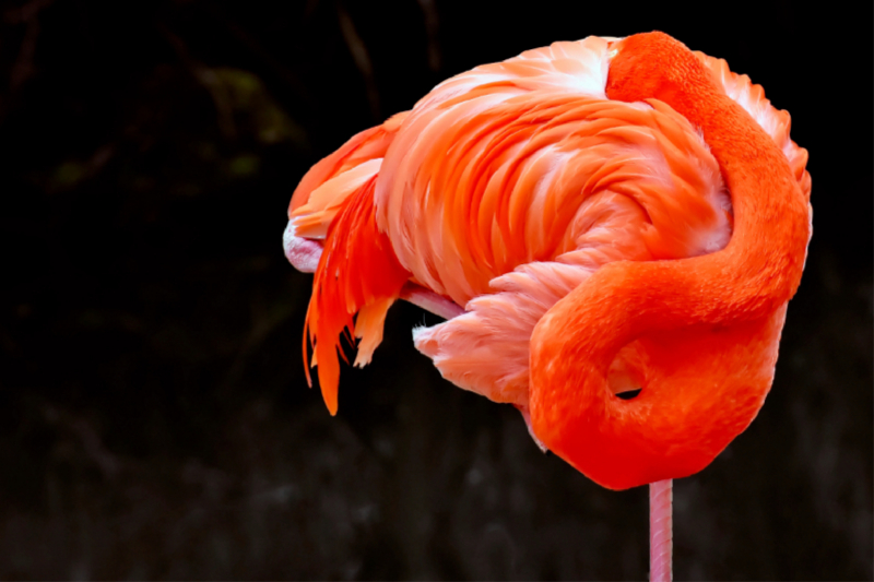 Flamingo