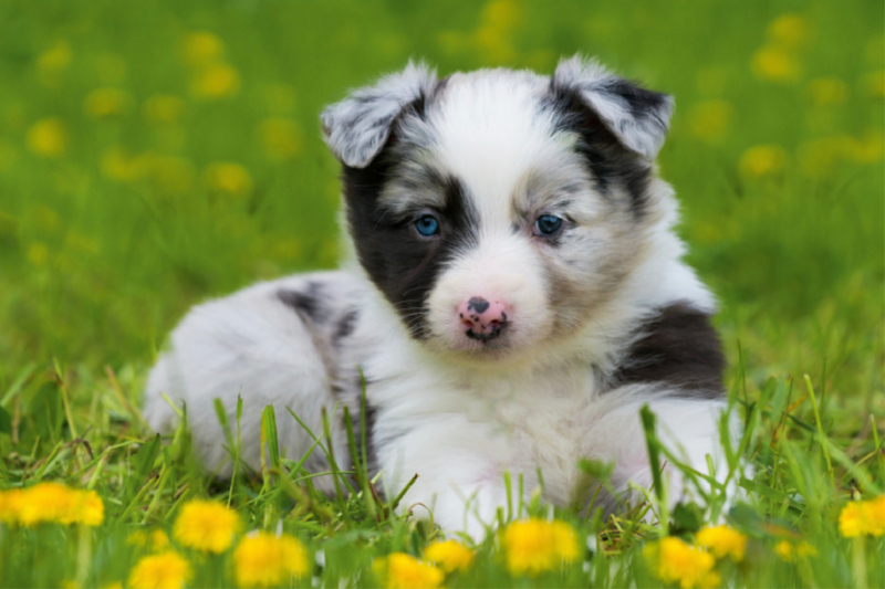 Border Collie Welpe