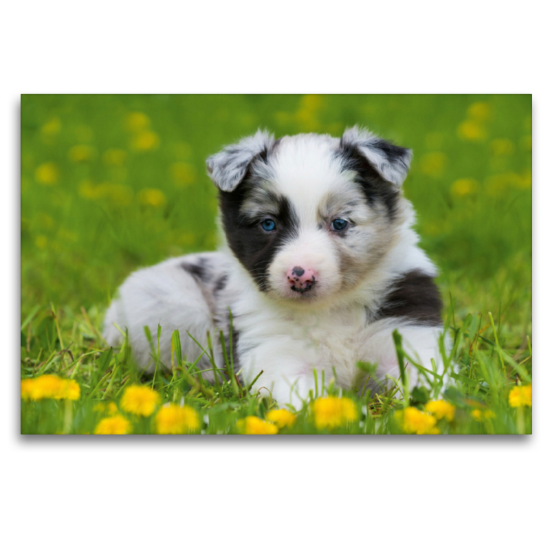 Border Collie Welpe