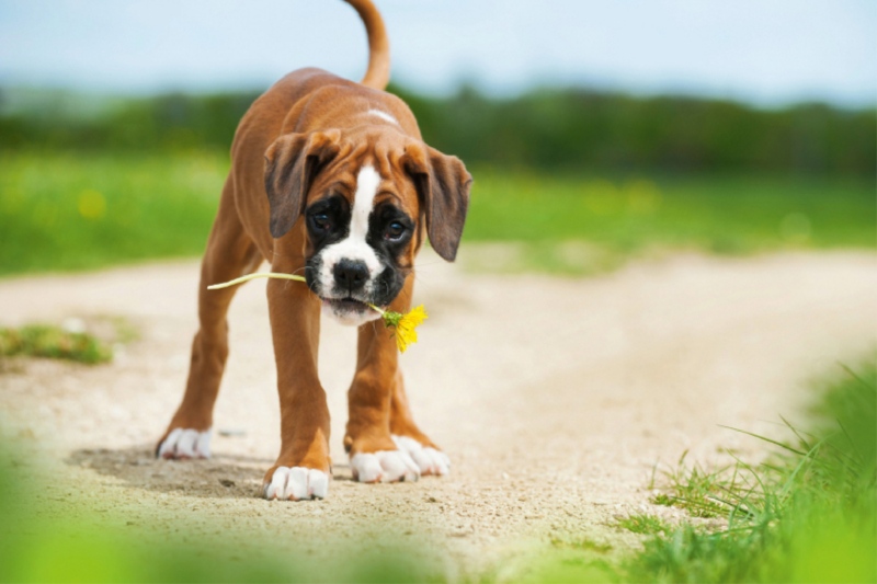 Boxer mit Löwenzahnblüte