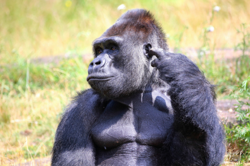 Westlicher Flachlandgorilla – Silberrücken Jambo (3)