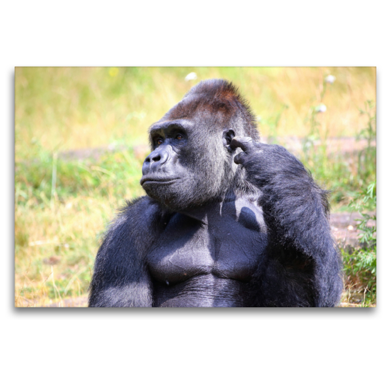 Westlicher Flachlandgorilla – Silberrücken Jambo (3)