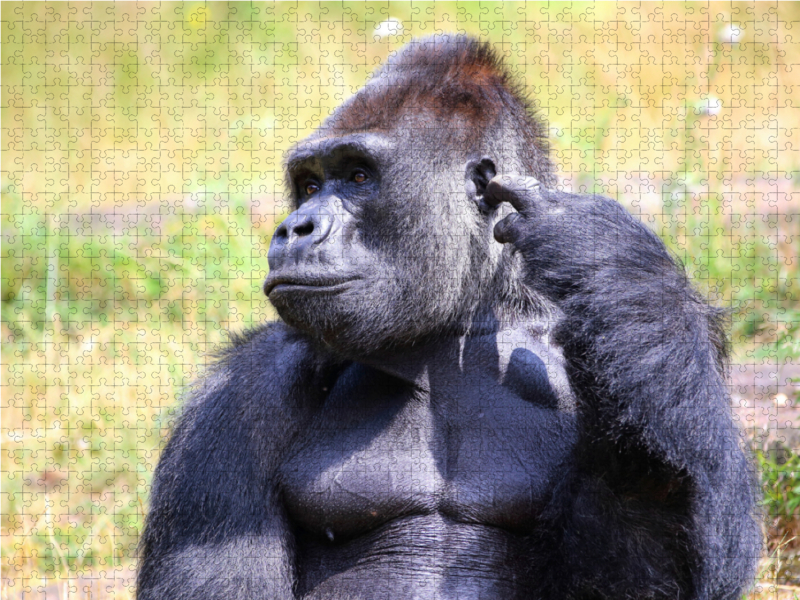 Westlicher Flachlandgorilla – Silberrücken Jambo (3)