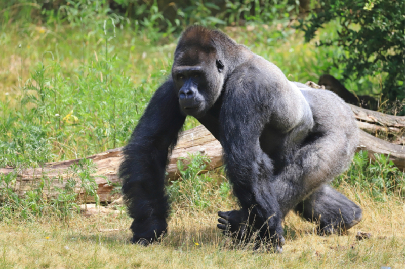 Westlicher Flachlandgorilla – Silberrücken Jambo (4)