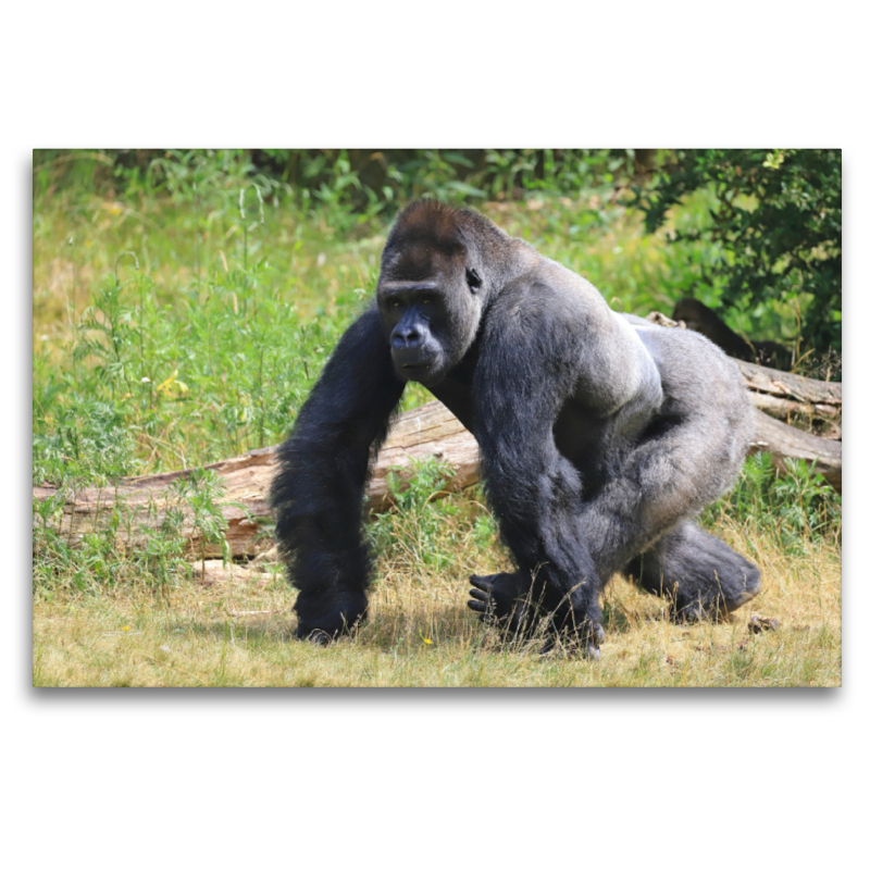 Westlicher Flachlandgorilla – Silberrücken Jambo (4)