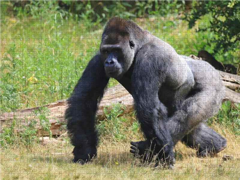 Westlicher Flachlandgorilla – Silberrücken Jambo (4)