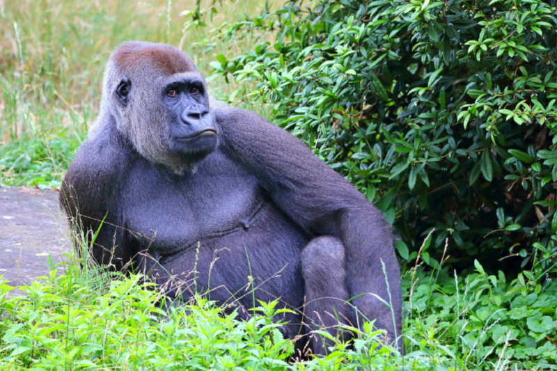 Westlicher Flachlandgorilla – Tiefenentspannt im Paradies