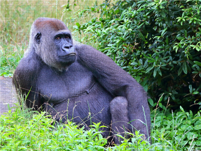 Westlicher Flachlandgorilla – Tiefenentspannt im Paradies