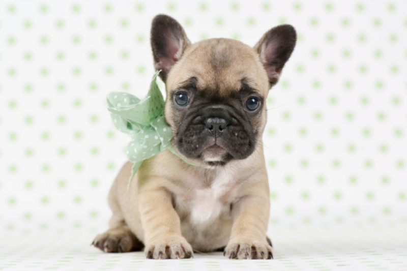 Hundebaby zum Verlieben Französische Bulldogge Welpe