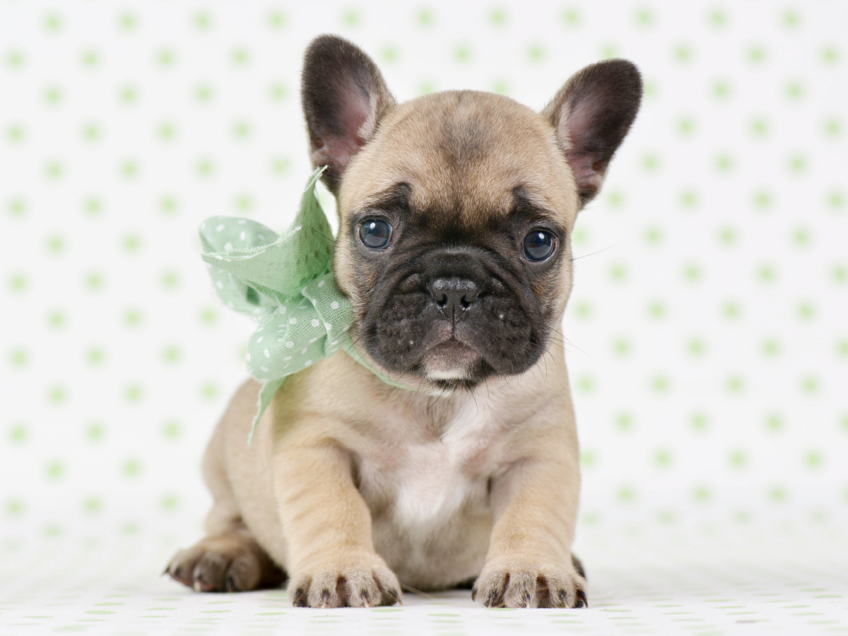 Hundebaby zum Verlieben Französische Bulldogge Welpe