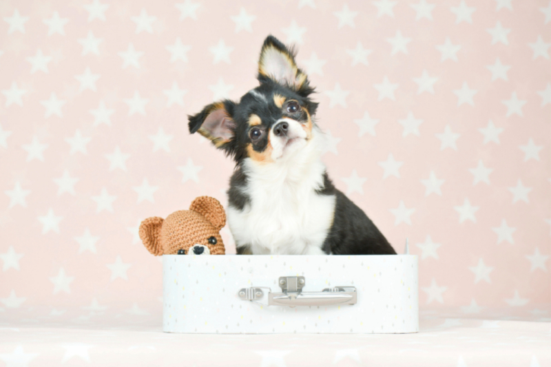 Süßer Chihuahua mit Teddy