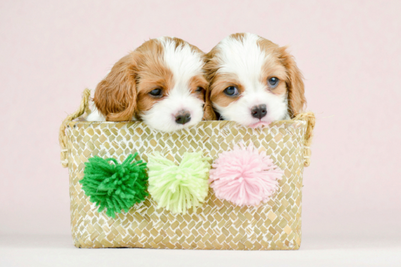 Beste Freunde Zwei Cavalier King Charles Spaniel Welpen