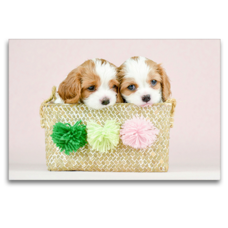 Beste Freunde Zwei Cavalier King Charles Spaniel Welpen