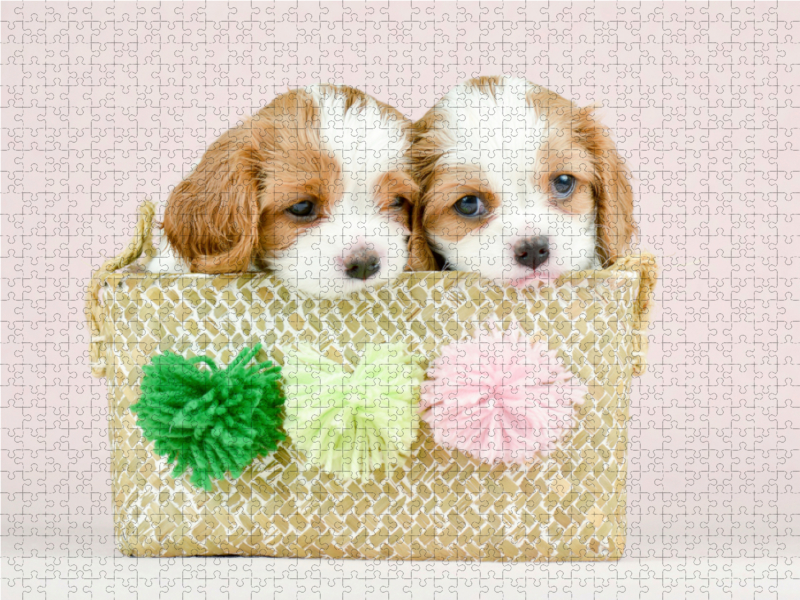 Beste Freunde Zwei Cavalier King Charles Spaniel Welpen