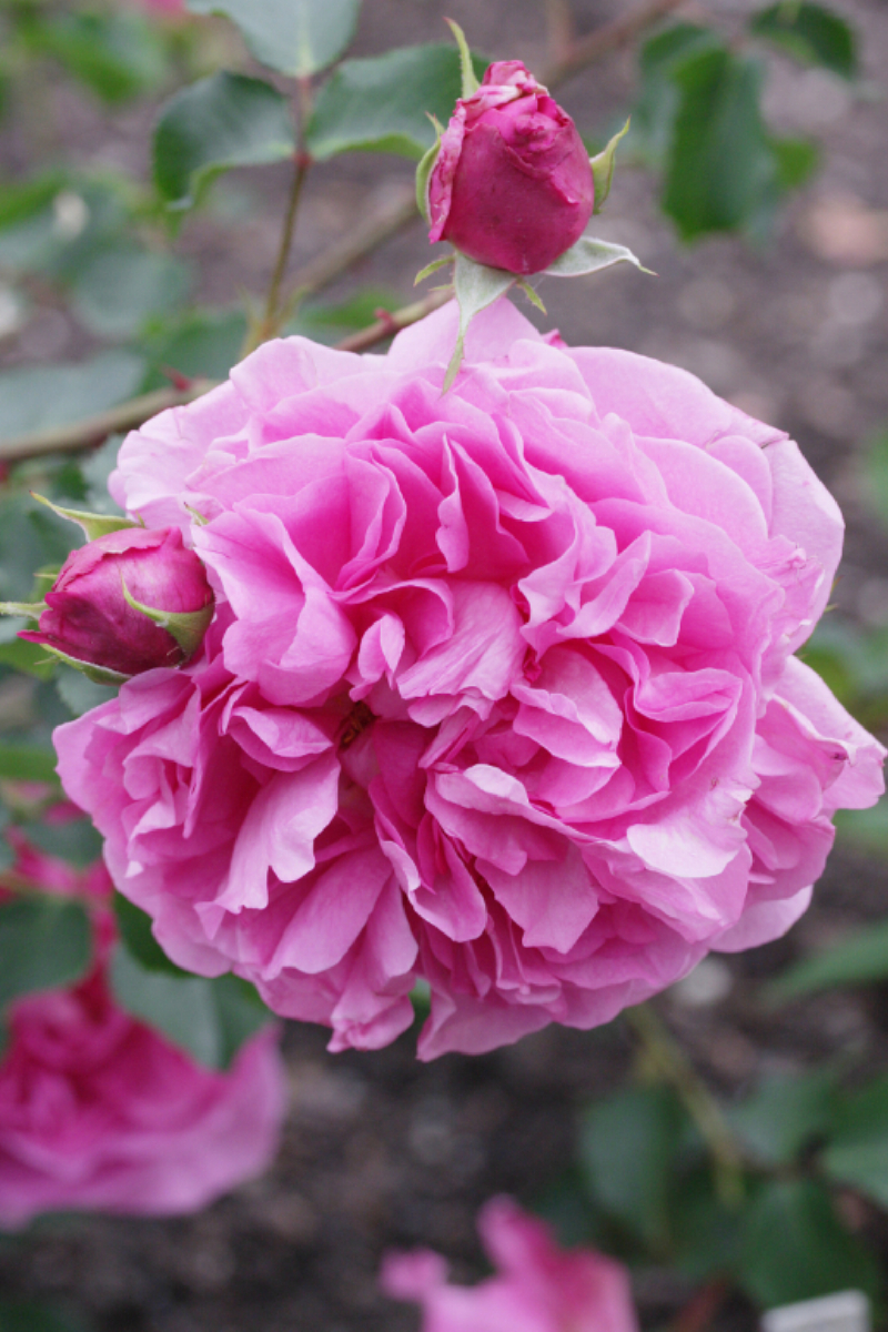 Rosa 'Warwick Castle'