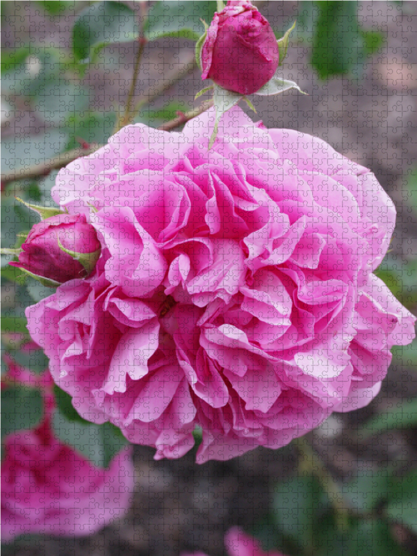 Rosa 'Warwick Castle'