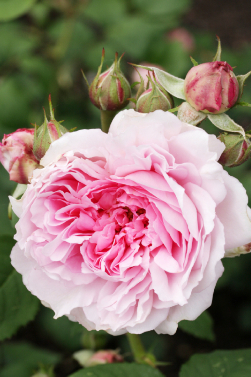 Rosa 'Wife of Bath'