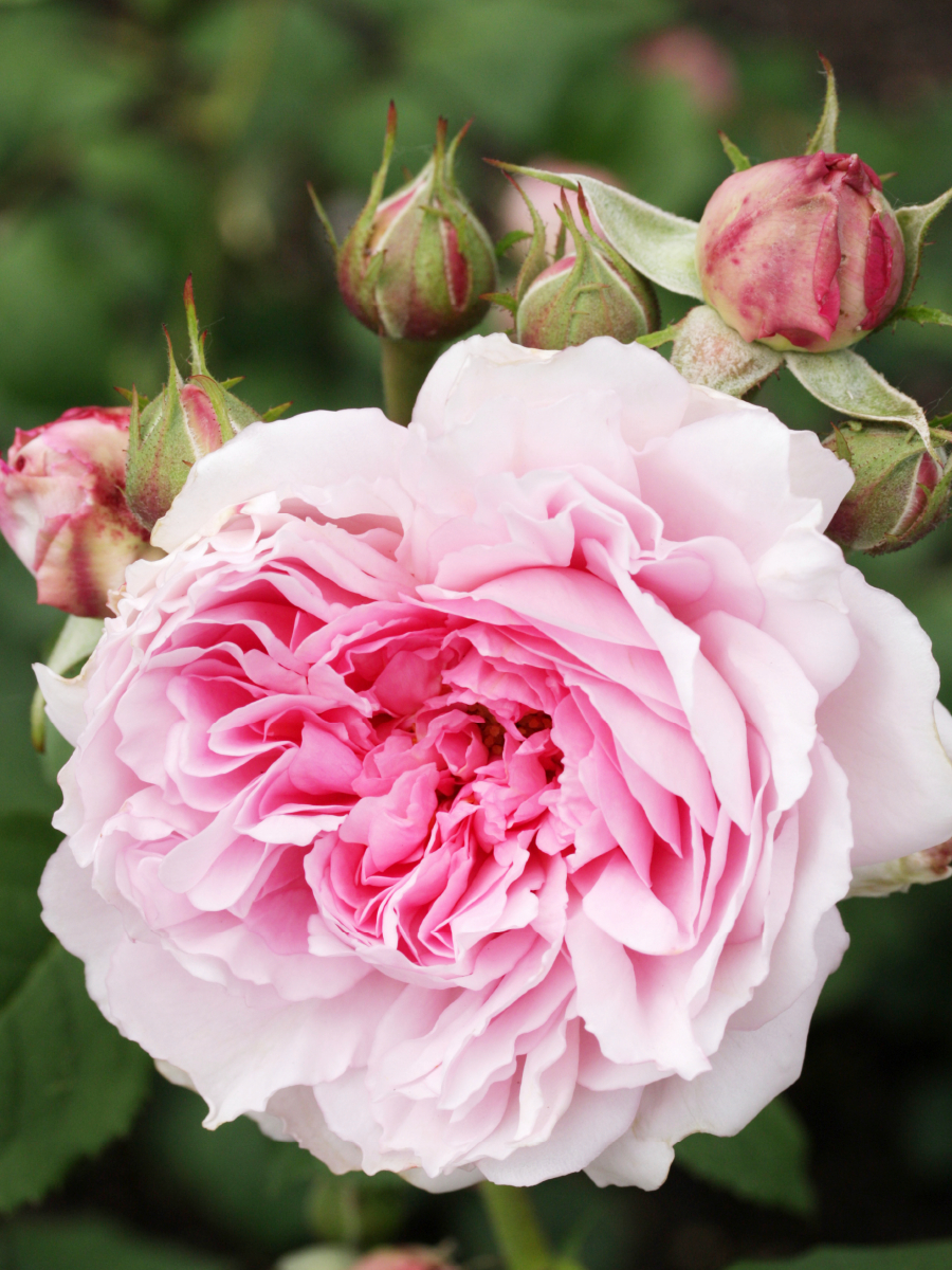 Rosa 'Wife of Bath'