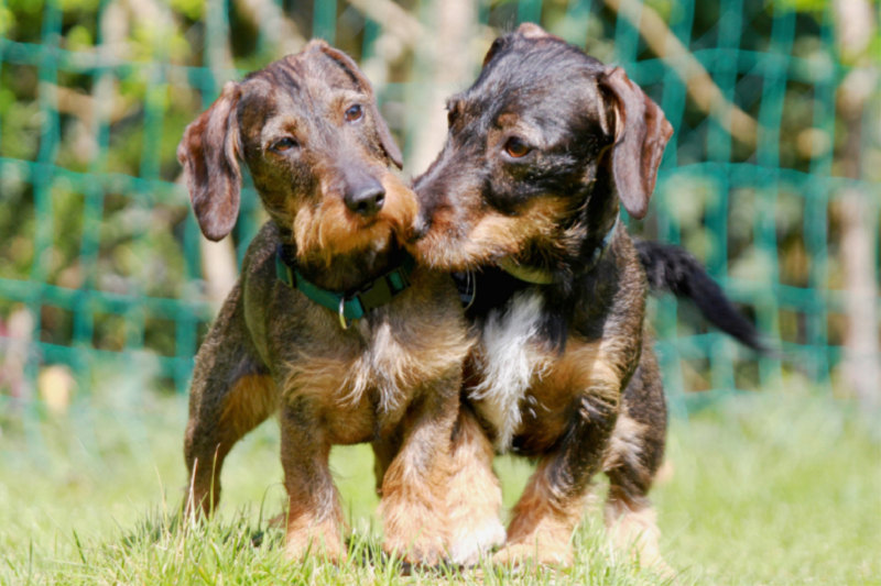 Dackelfreundschaft